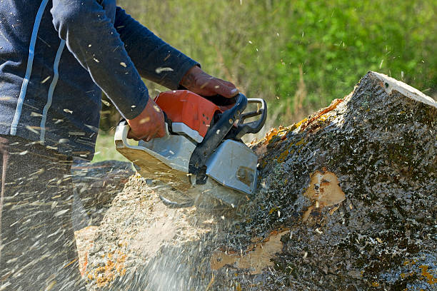 Residential Tree Removal in Clearwater, FL